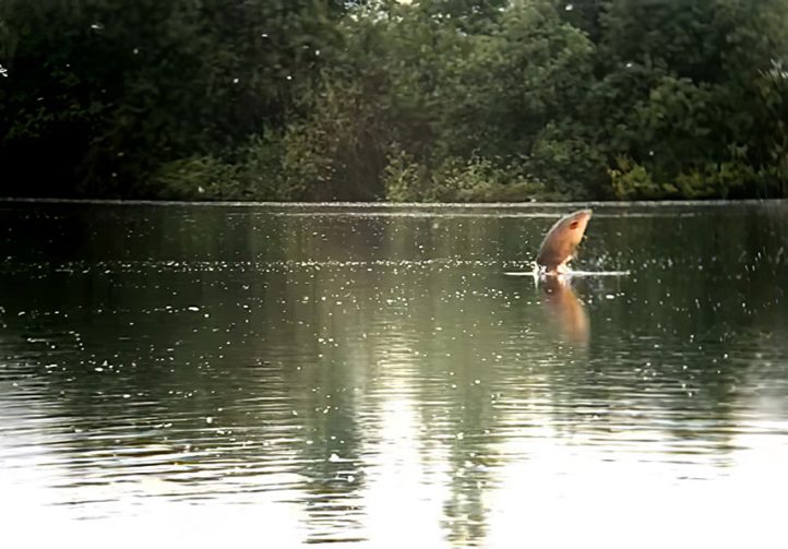 Lake Beauregard Image