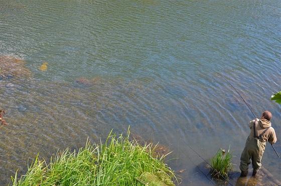 Stalking Carp from the Margins