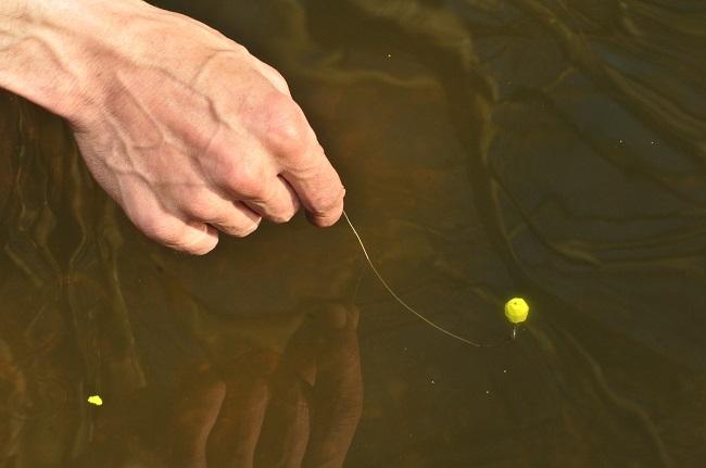 How to approach spring carp fishing