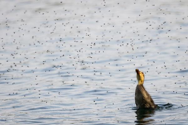 How to get an edge when carp fishing in April