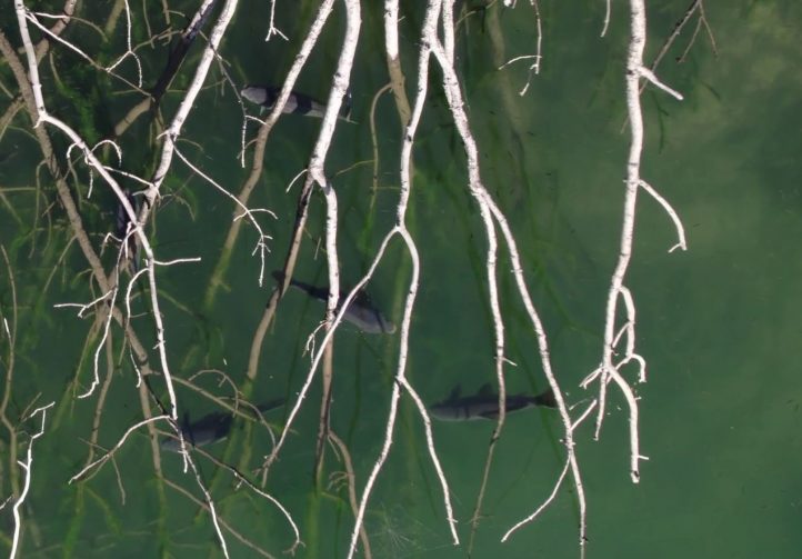 Cheshire Lake Image