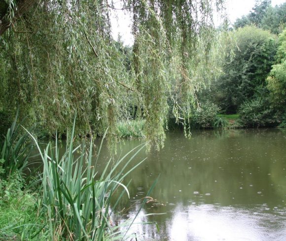 Chestnut Pool Image