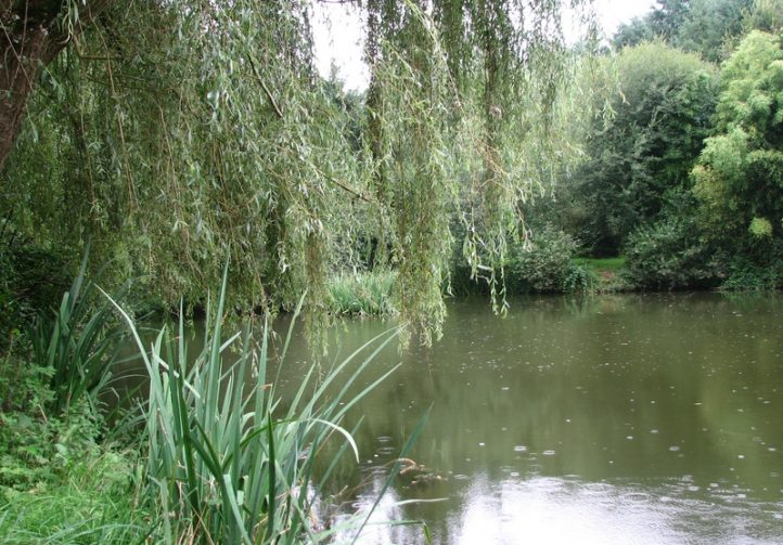 Chestnut Pool Image