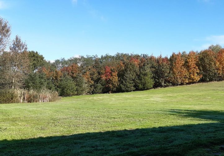 Bois de Printemps Image