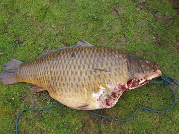 Ottered carp