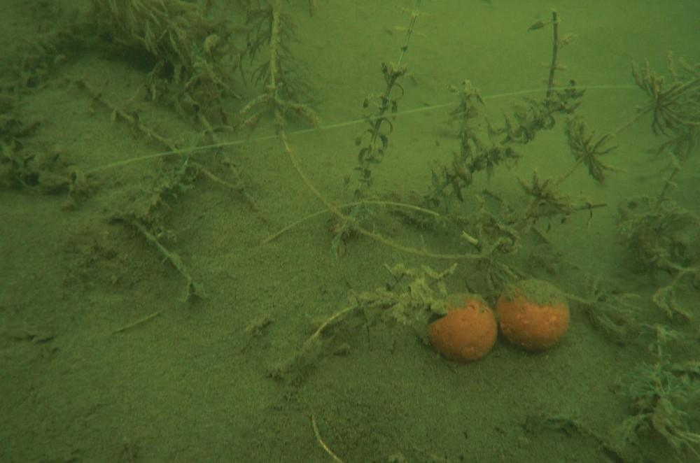 The Best Rigs For Fishing in Silt