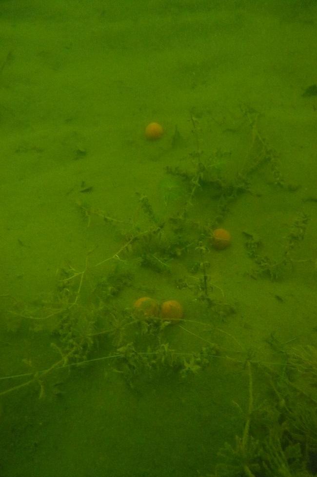 The Best Rigs For Fishing in Silt